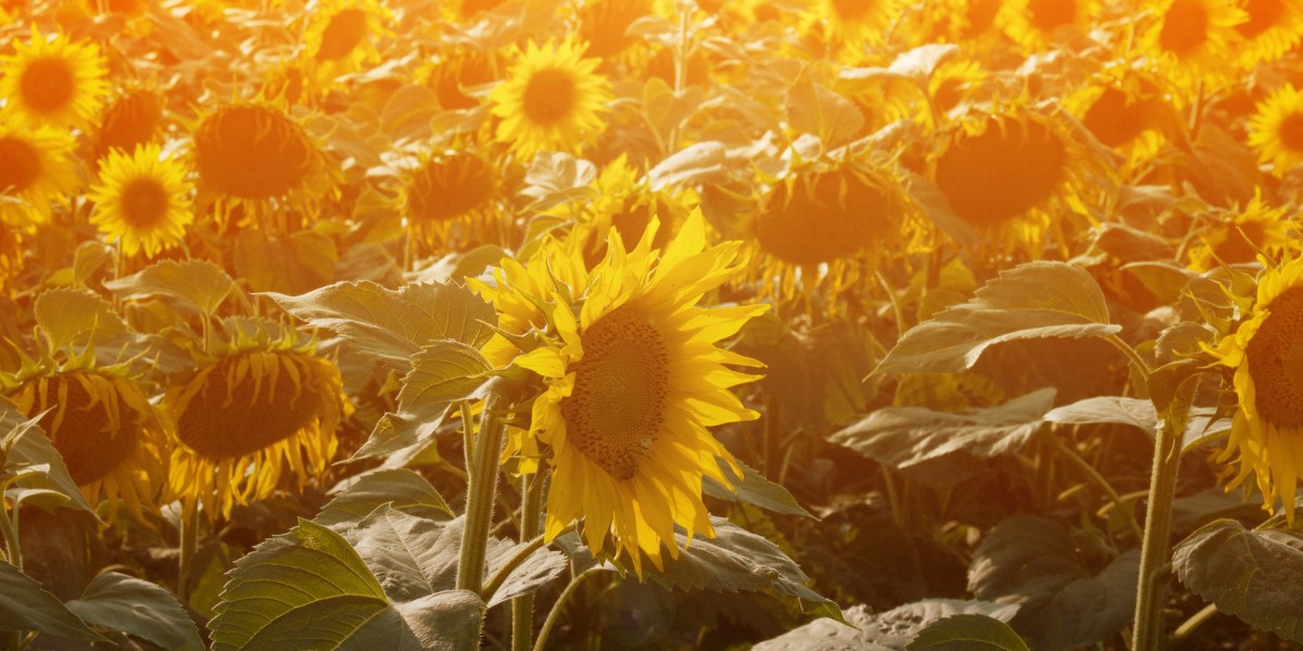 Investing in IRA Gold: A Comprehensive Guide To Precious Steel Retirement Accounts